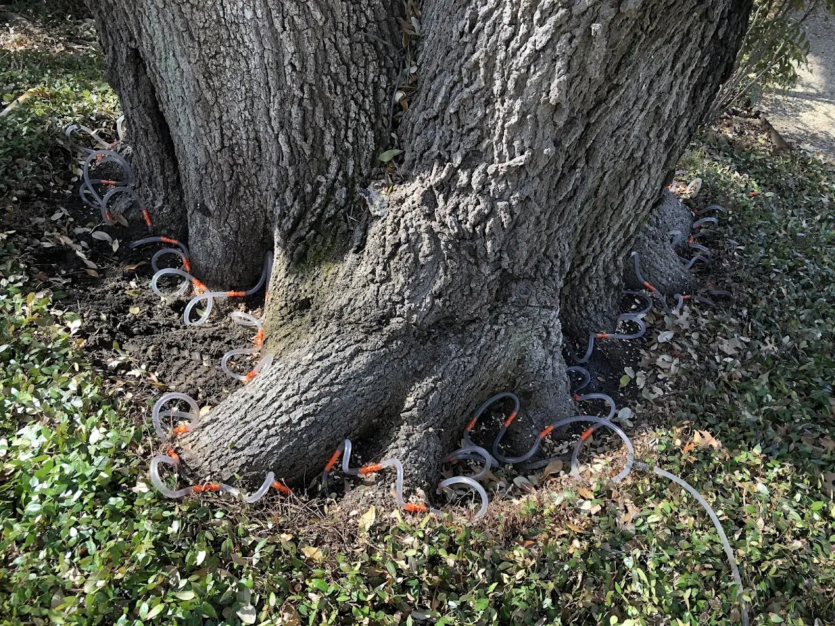 Detailed Tree Cabling and Bracing job site in Conception Junction