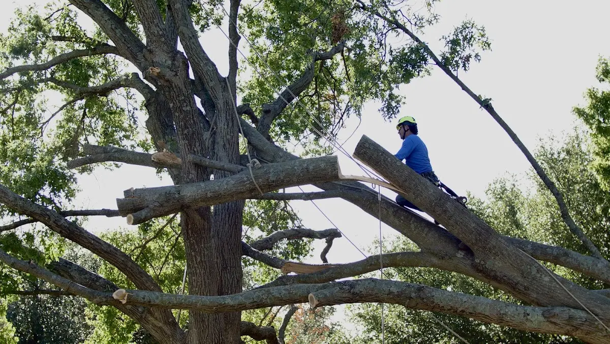 Professional Crown Thinning performed by certified arborists in Conception Junction