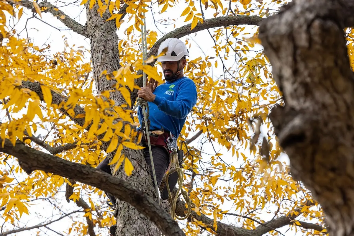 Skilled Storm Damage Cleanup crew working in Conception Junction